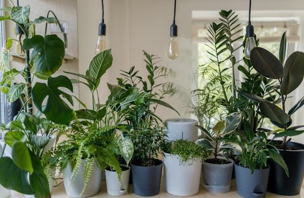 Comment créer un système de récupération d'eau pour les plantes d'intérieur ?